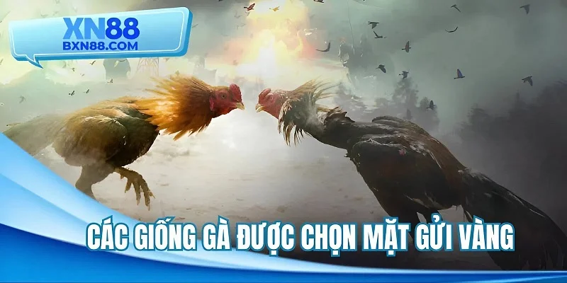 Hình thức chuẩn bị và kết thúc những trận đầu gà