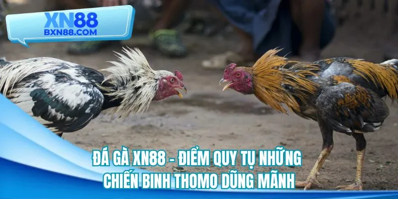 Chuyên mục đá gà XN88 quy tụ chiến binh Thomo dũng mãnh